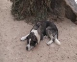 Pepa en Gufi in actie