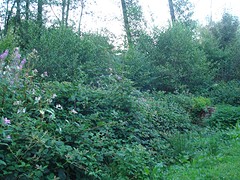 camping Hunsrück 2016 039 onkruid staat hoog