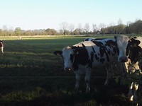 Elburg 68a nieuwsgierige koeien