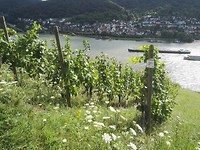 IMG_20170804_165146 Lorch