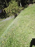 IMG_20170806_114040 Lorch bloeiende gele bloemen