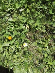 IMG_20170806_114140 Lorch
