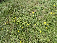 IMG_20170807_120045 bloemetjes open