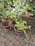 IMG_20170808_142428 thuis: tomaatjes eigen kweek