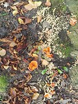 hattem 8