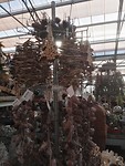 IMG_20181204_131138_resized_20181204_073117210