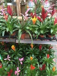 IMG_4391 Bromelia groep