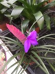 IMG_4394 Bromeliablauw