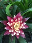 IMG_4395 Bromelia