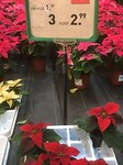 IMG_4408 kerststerren