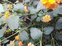 IMG_20190521_135252