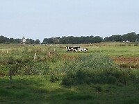 koeien genoeg