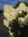 IMG_20210812_190345