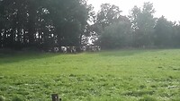 VID_20210812_175342