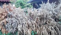 Goudconiferen Ponderosa