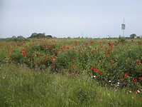 29-05-23 Eibergen fietstocht (6)