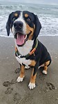Blij ei op het strand