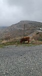 Dag 8 Mind your cow