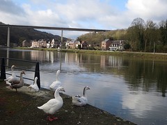 Zwaan kleef aan langs de Maas