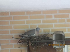 Onze nieuwe balkonbewoners.