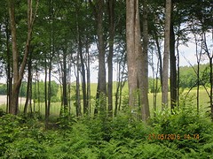 Tussen de bomen het gras zien.