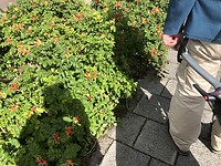IMG_7237
