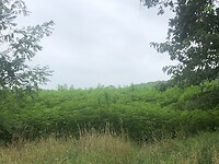 IMG_7737