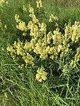IMG_7781