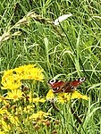 IMG_1807
