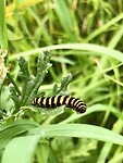 IMG_1803