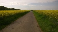 Doorsteek naar Euskirchen: veel graan, mais en koolzaad.