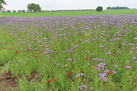 Bloemen pracht