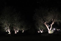 Verlichte bomen op het park
