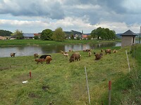 DSCN4229