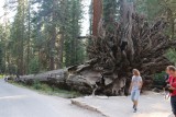 Omgevallen sequoia