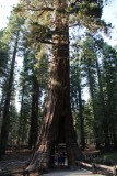 imposante sequoia