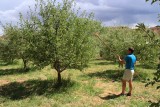 boomgaard in Fruita in Capitol Reeve National Park
