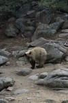 Berenjong in de Rocky Mountains
