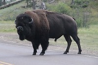 Een bizon verspert de weg in Custer park