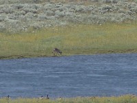 Eenzame wolf in de Hayden Valley