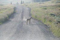 Coyote op Black Tail Plateau Drive