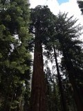 Kings Canyon NP