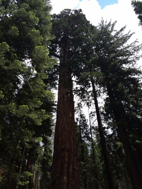 Kings Canyon NP