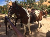 Trailride Red Canyon