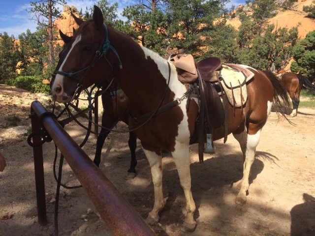Trailride Red Canyon