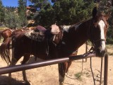 Trailride Red Canyon