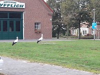 Nog niet eerder zó dichtbij gezien 