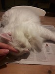 Een lekker knuffelige Casper.