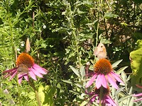 De tuin met medicinale planten was vól vlinders en allerlei andere insecten.