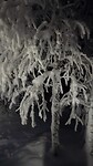 Prachtige besneeuwde takken all over the place